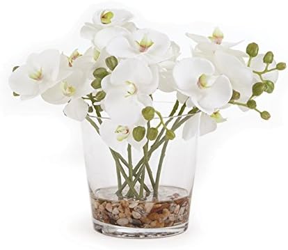 Phalaenopsis 8.5" Arrangement Vase