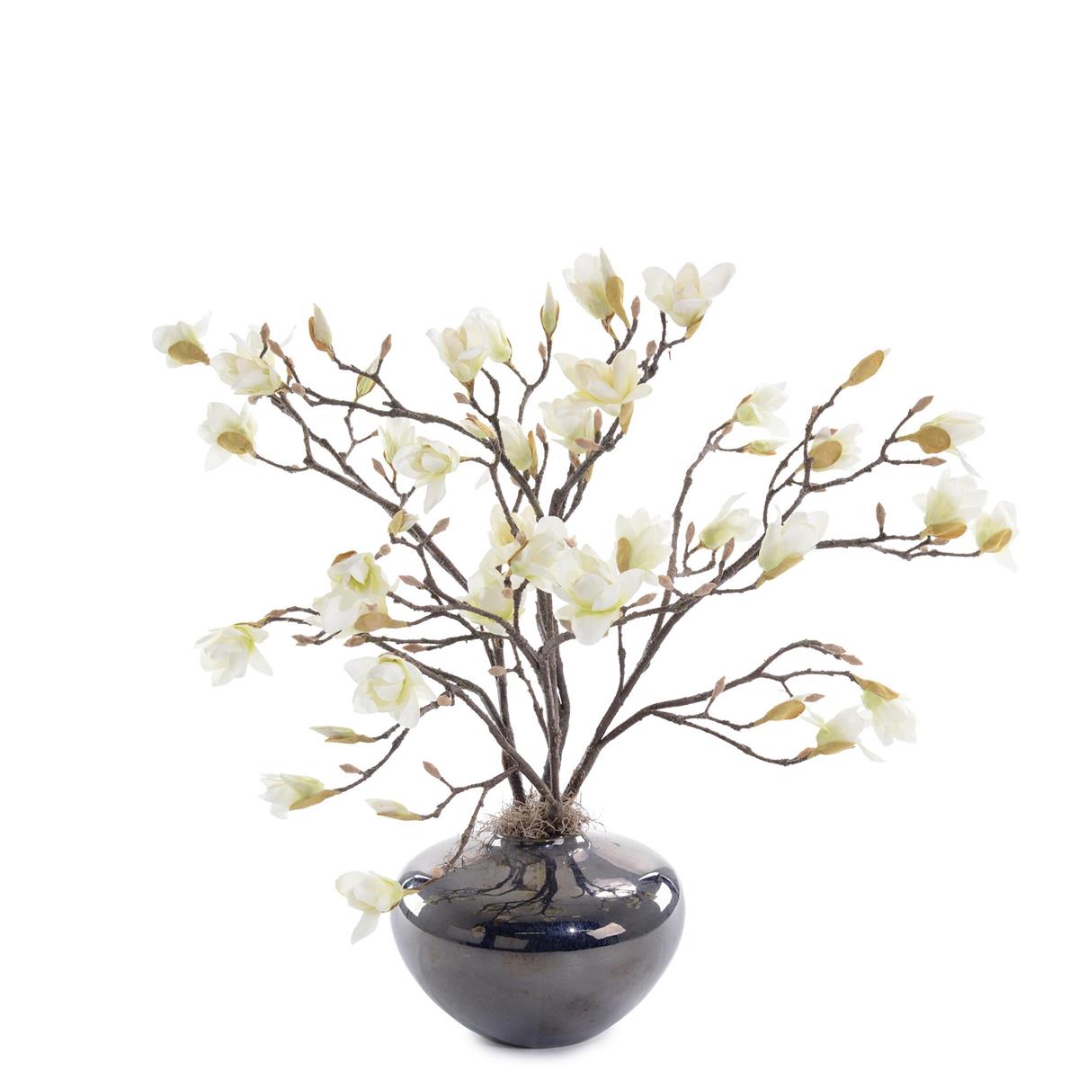 Asian Delight Plant