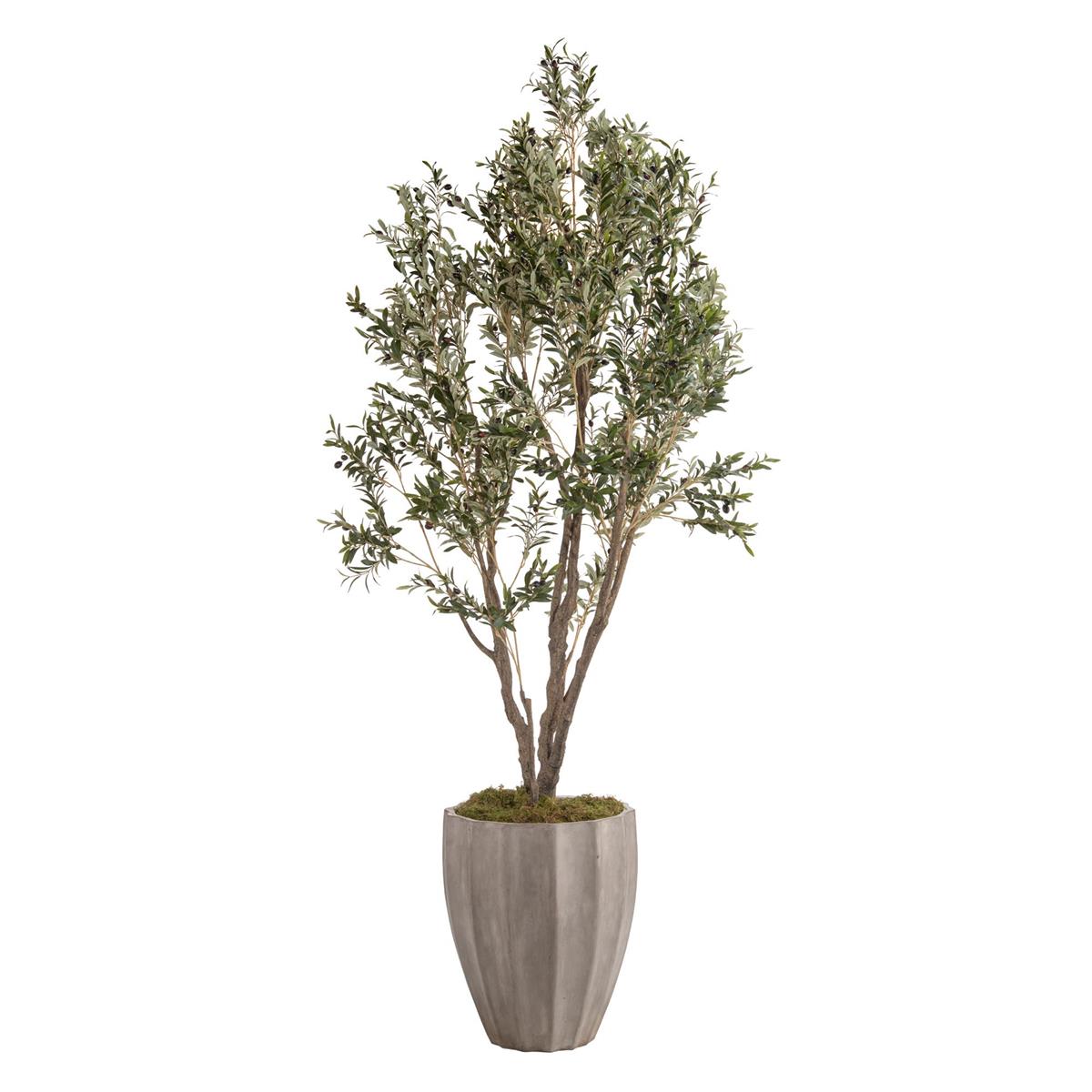 Mediterranean Olive Tree