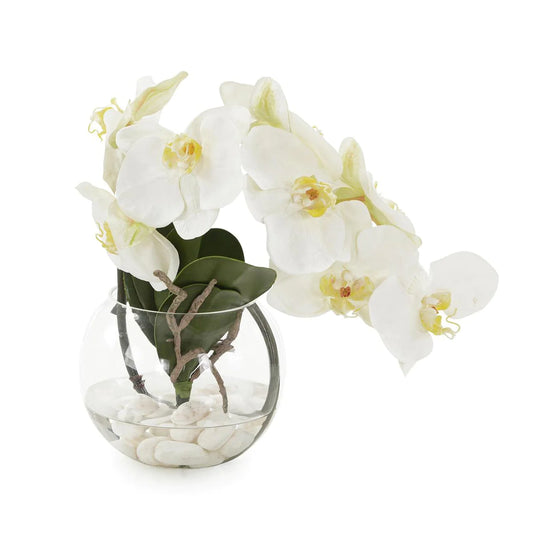 Aqua White Orchid
