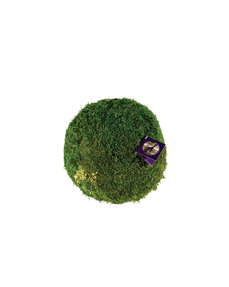 Moss Balls- 2 inch