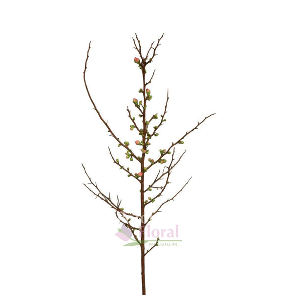 57" Blossom Peach with Bud Salmon