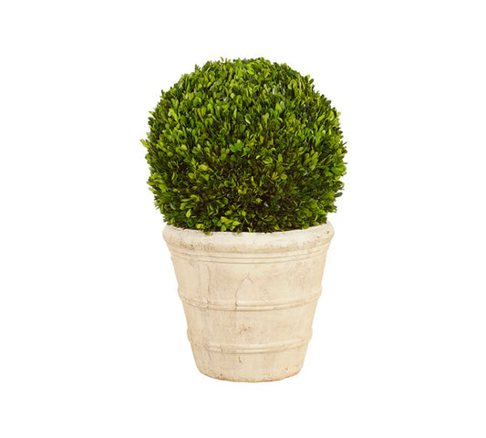 30" Boxwood Ball Topiary