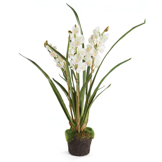 Cymbidium Orchid-36"