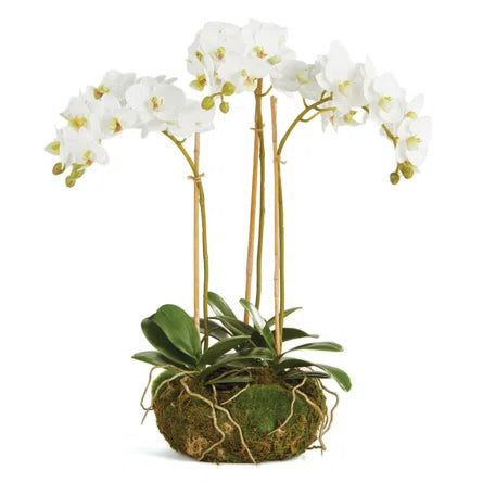 Phalaenopsis 16" Mini Garden