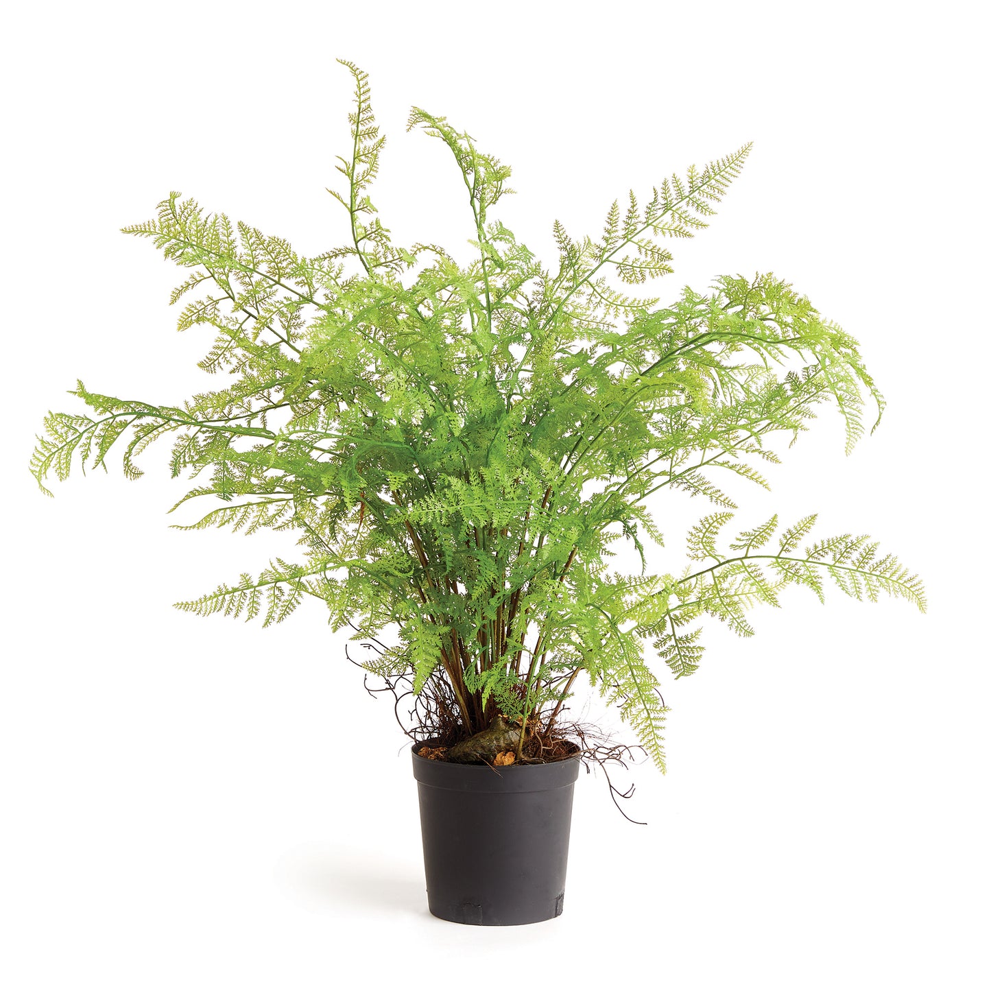 Soft Fern-36"