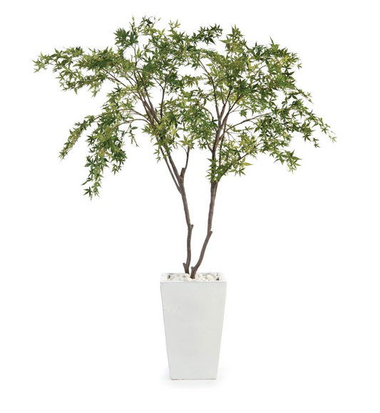 White Maples
