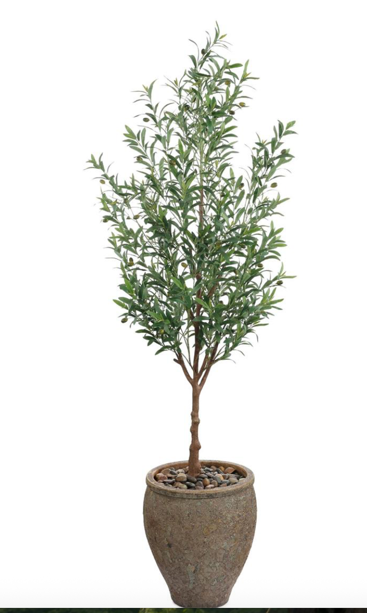 Italian olive tree