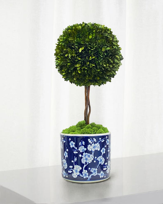 Boxwood Ball Topiary